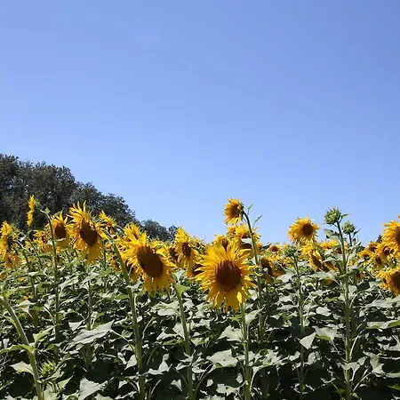 Albarosa By World Appartamento Sigillo