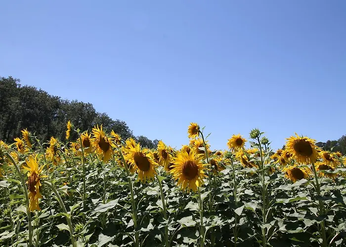 Albarosa By World Apartamento Sigillo